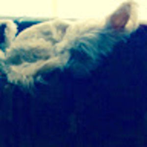 Meet your Posher, Idk_jeenni